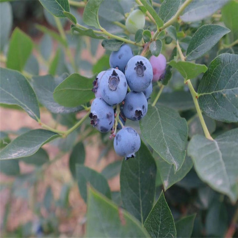 蓝莓苗价格 新品种蓝莓苗 薄雾蓝莓苗