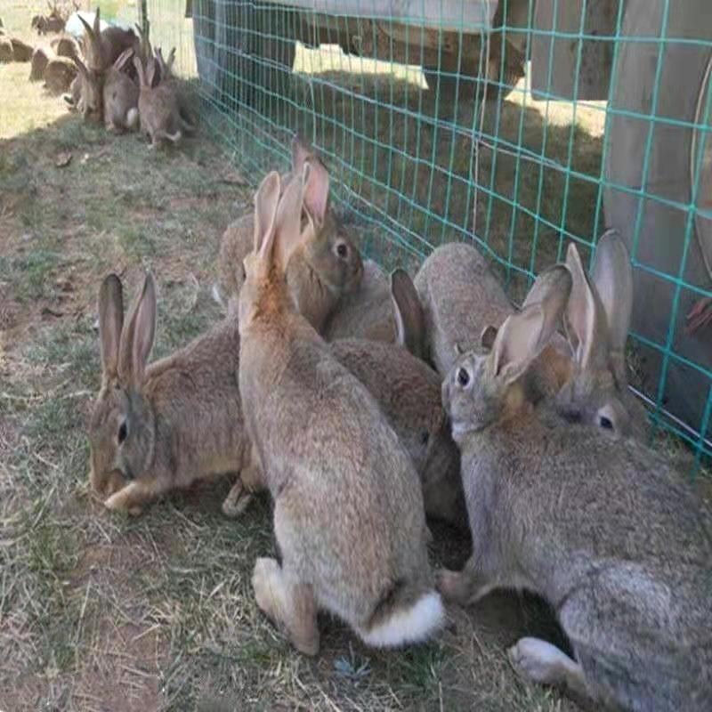 比利时兔杂交野兔 保成活 包回收 包教技术 肉兔价格