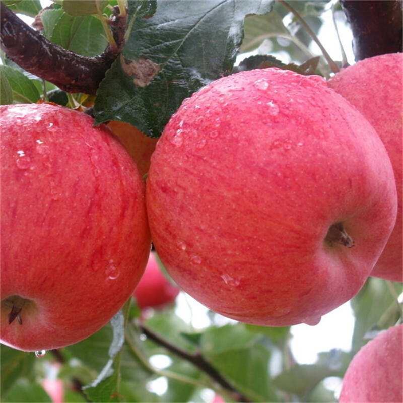 烟富10号苹果树苗 泉诚苗木值得信赖 红富士苹果树苗优质基地