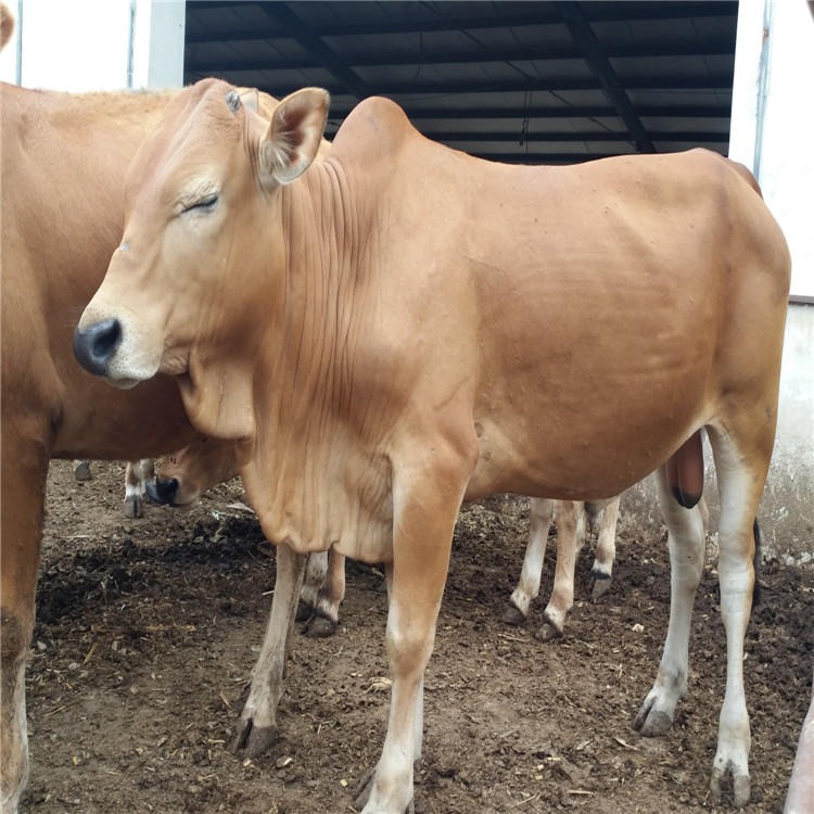 鲁西黄牛母牛价格 西门塔尔牛肉牛犊价格 龙翔 出售夏洛莱牛 育肥黄牛价格图片