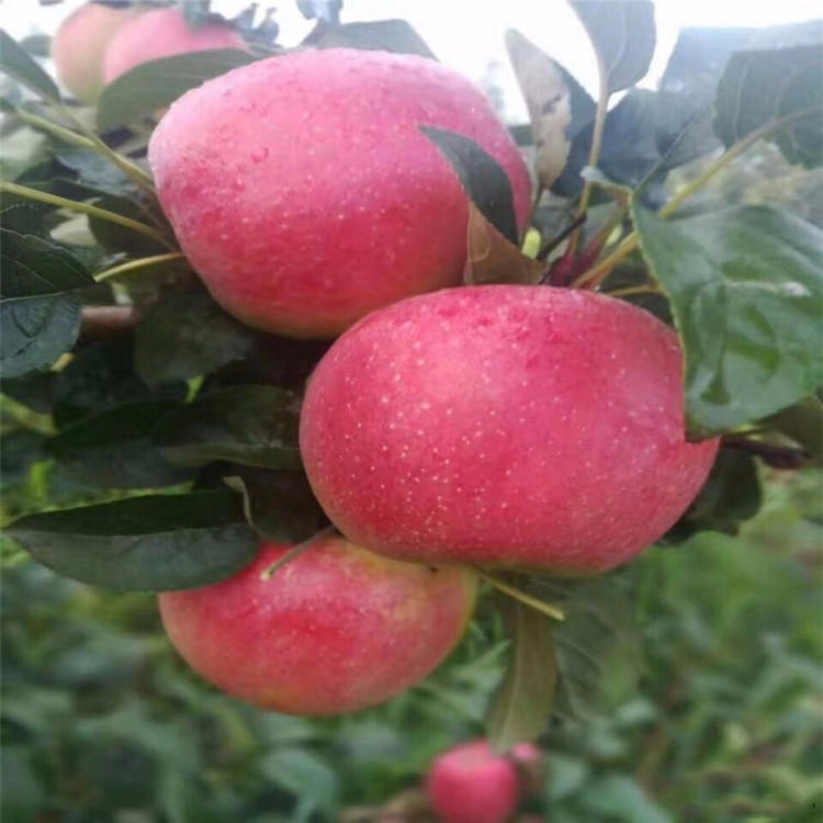1公分以上的苹果苗价格查询 苹果苗量大优惠 保湿邮寄 苹果苗品种