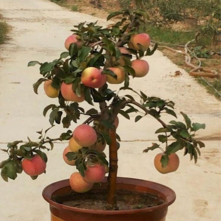出售冬红果   盆栽冬红果   地栽冬红果 苗    矮化苹果苗图片