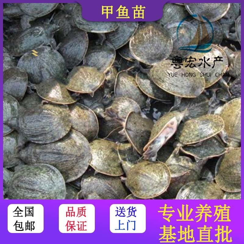 快速发货台湾鳖苗 日本珍珠鳖苗价格合理