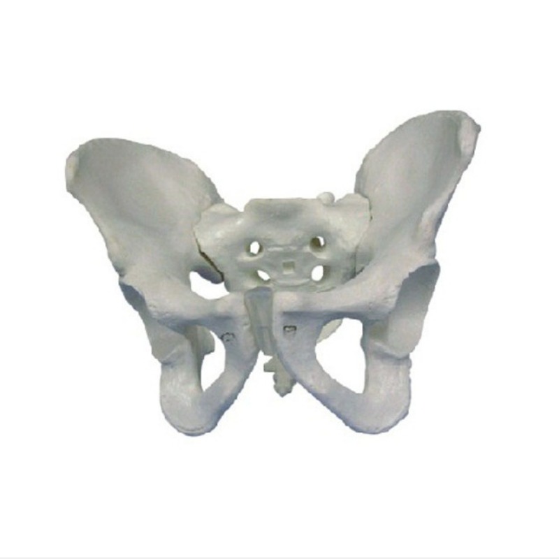 男性骨盆模型实训考核装置  男性骨盆模型实训设备  男性骨盆模型综合实训台图片