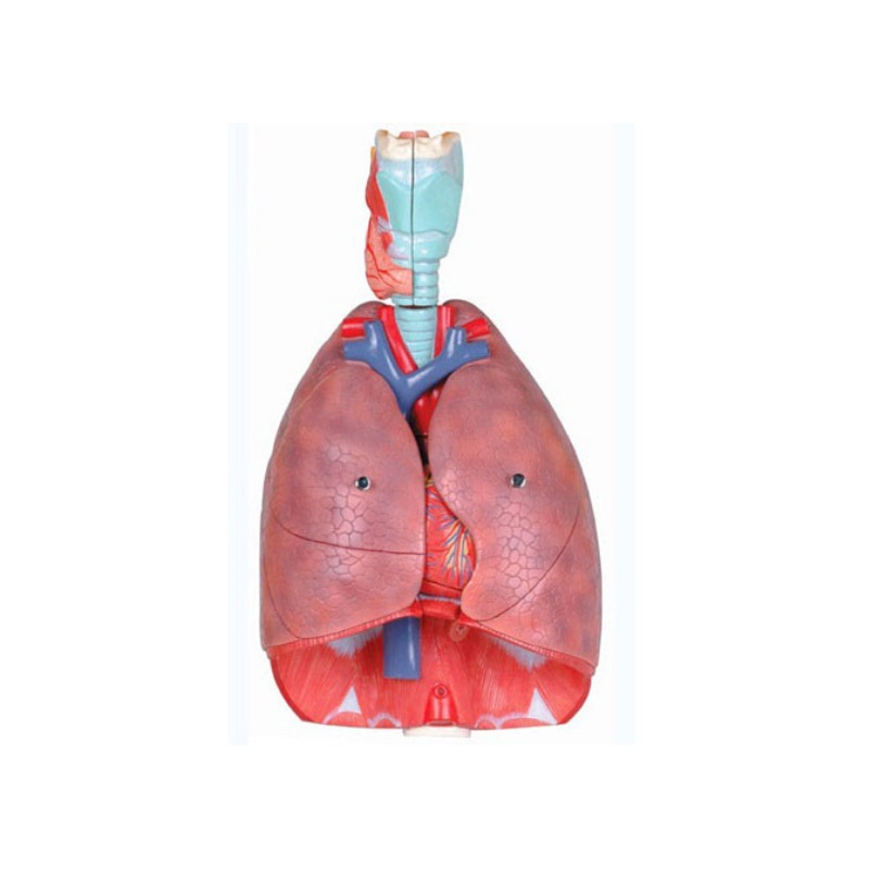 喉心肺模型实训考核装置  喉心肺模型实训设备 喉心肺模型综合实训台