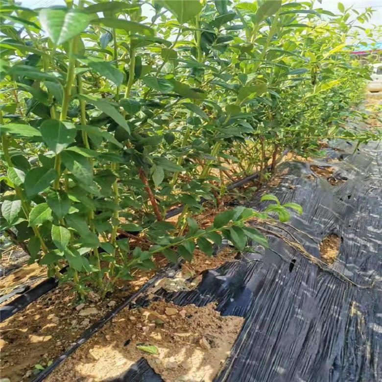 亿通苗木厂家直销 达柔蓝莓苗零售价 蓝莓苗10000平方米