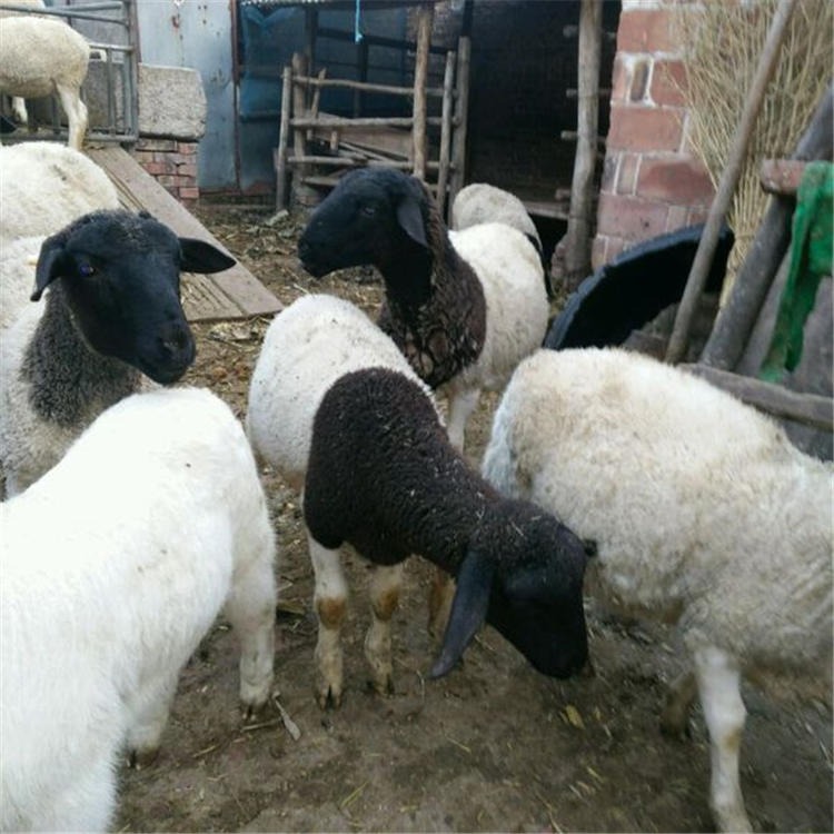杜泊绵羊羊羔 怀孕母羊批发 纯种杜泊绵羊价格 通凯牧业