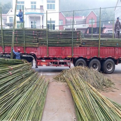 京西竹业  产地直销2020年绑扶矮砧苹果树苗专用的4米小竹竿
