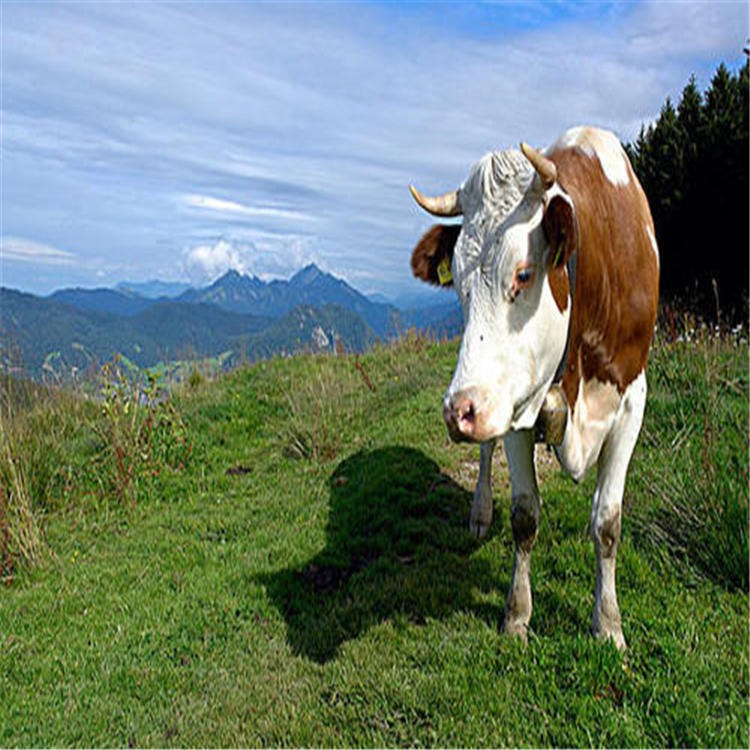 黑白花牛-包回收包技术-四代西门塔尔牛-通凯牧业-种母牛繁殖