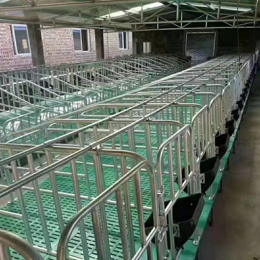 现代化限位栏厂家 母猪定位栏 限位栏 猪用限位栏 猪用育肥栏 母猪单体栏