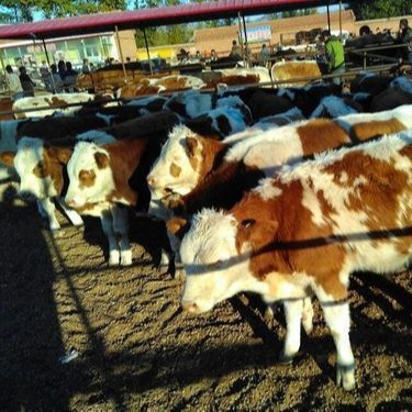 四川西门塔尔小牛价格 四川中江小牛批发交易市场 送货上门 肉牛养殖图片