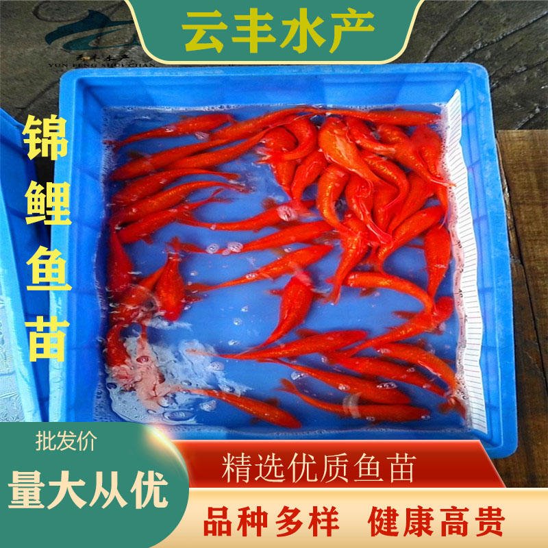 红白锦鲤鱼苗求购 日本锦鲤鱼苗供应商 专业养殖三色锦鲤鱼苗