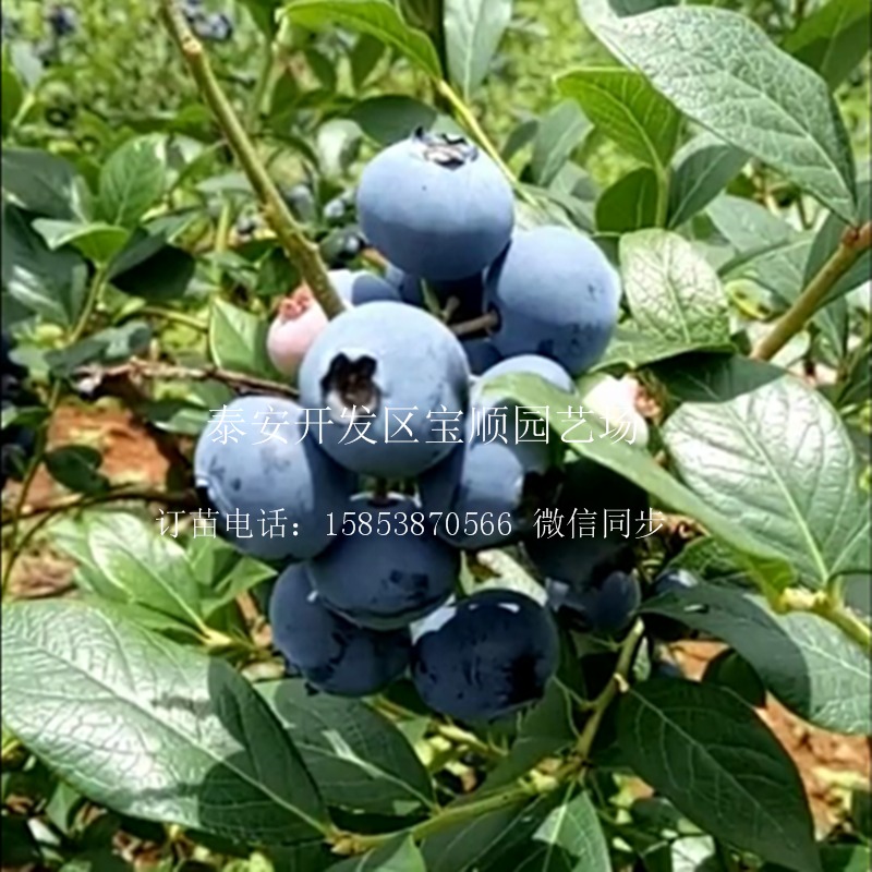 蓝莓苗三年蓝莓苗多钱蓝莓树苗 种植