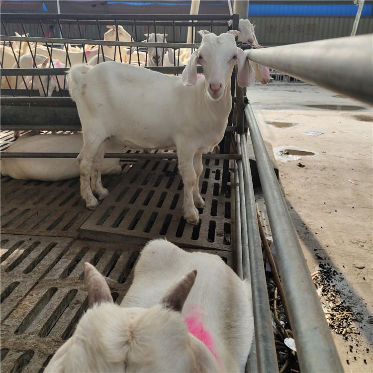 厂家直销白山羊价格 美国白山羊 白山羊羊羔价格 龙翔 养殖场免费运输