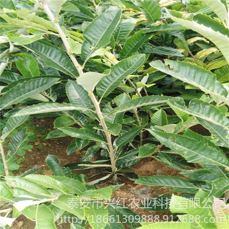 基地大量出售1-3年大红袍板栗树苗 泰山薄壳板栗苗 提供种植技术