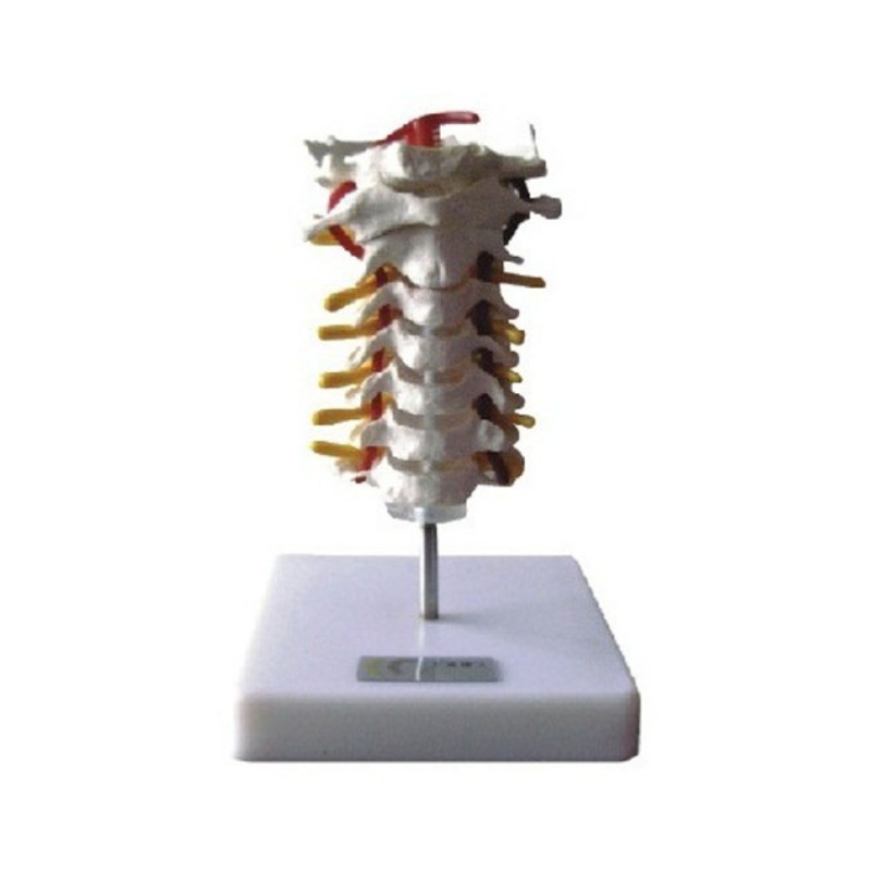 颈椎模型实训考核装置  颈椎模型实训设备 颈椎模型综合实训台图片