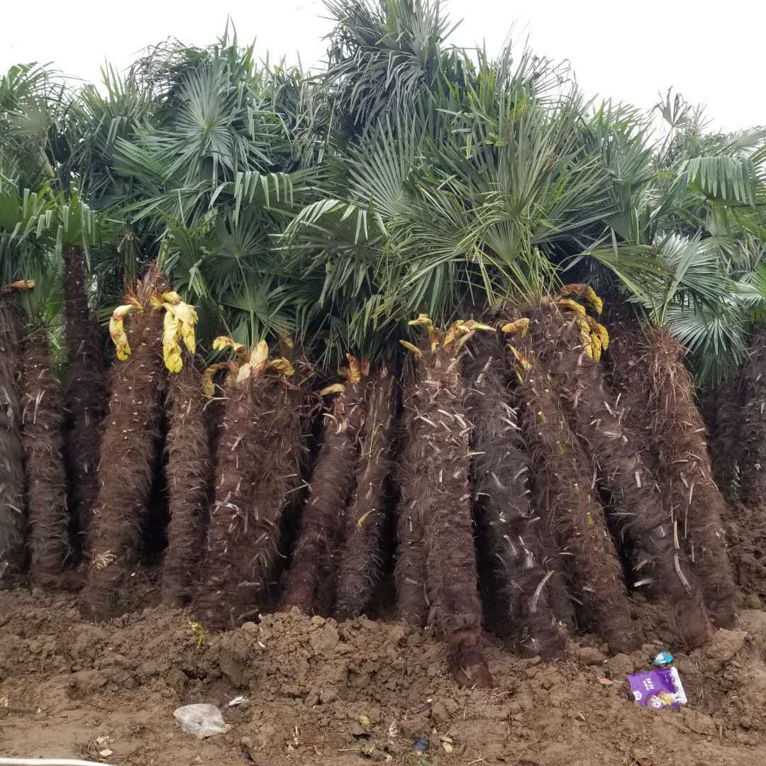 批发园林棕榈树价格 中华棕榈棕榈1-5米高产地 热带树庭院绿化树 靓景园林图片
