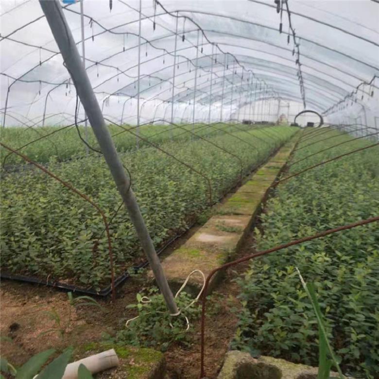 莱格西蓝莓苗 交易种植基地美登蓝莓苗 亿通苗木一级代理 