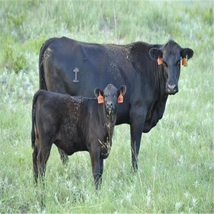 700斤牛犊价格 山东安格斯牛养殖基地 电话询价 通凯 批发各品种肉牛