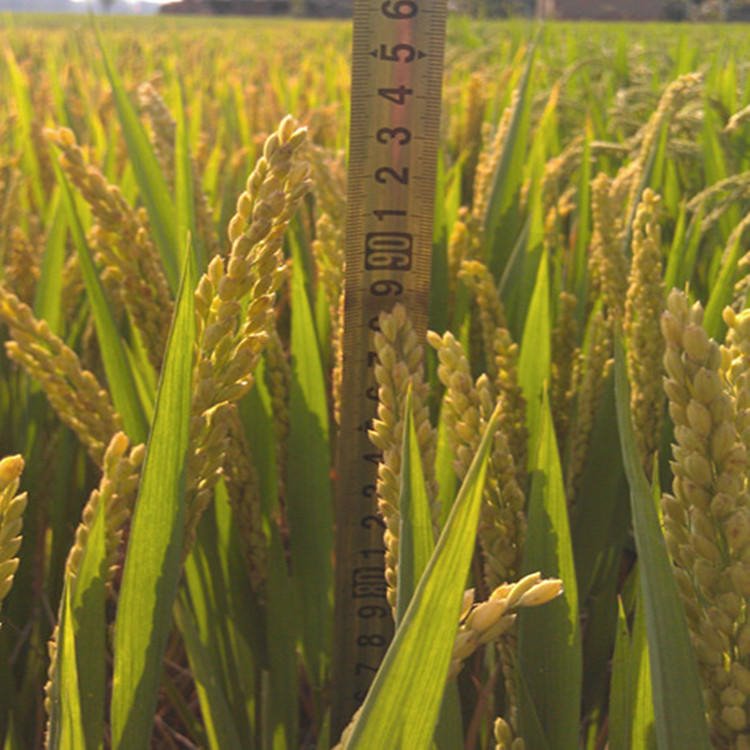 山稻种子行情水稻种子旱稻种子优质高产圆粒稻谷种子品种亩产高达千斤图片