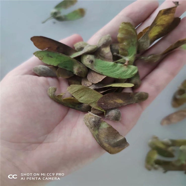 东北耐寒抗冻种源拧劲槭种子绿化耐寒彩叶树种图片