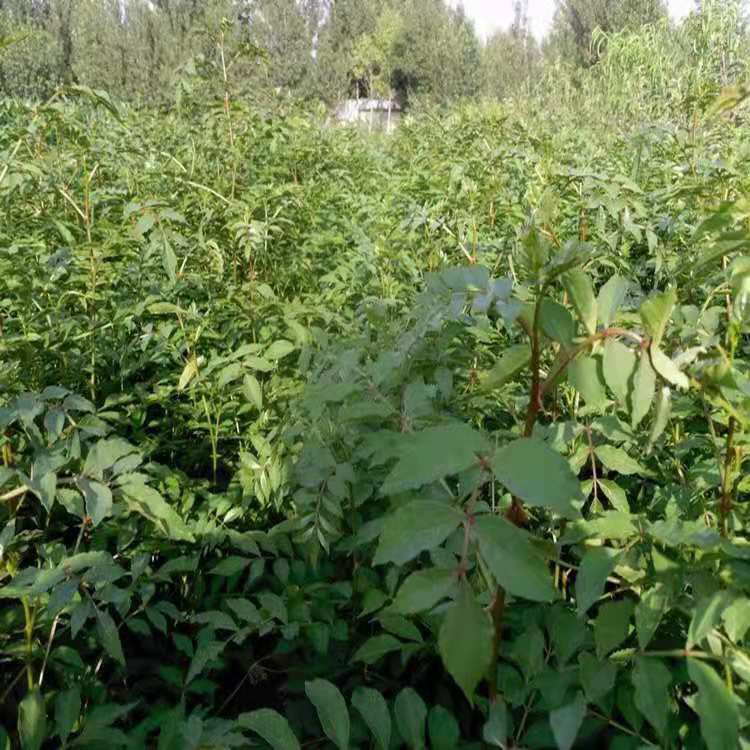 优质花椒  长期出售0.6公分大红袍花椒苗 一年生花椒苗  同创药材