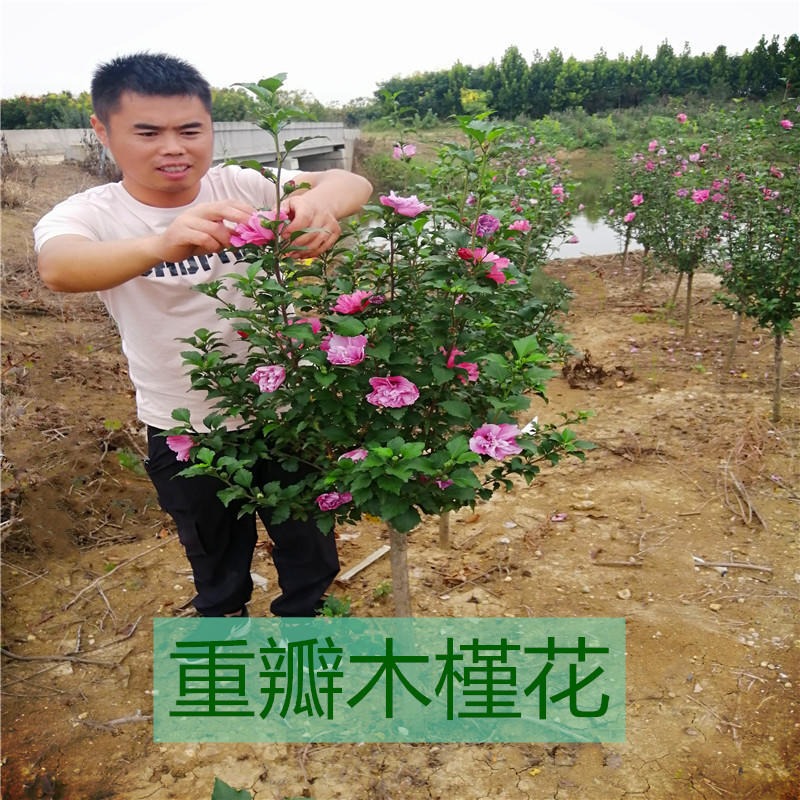 出售 木槿苗 1米高 木槿花苗价格 生长力强 耐寒耐旱 仟花轩图片