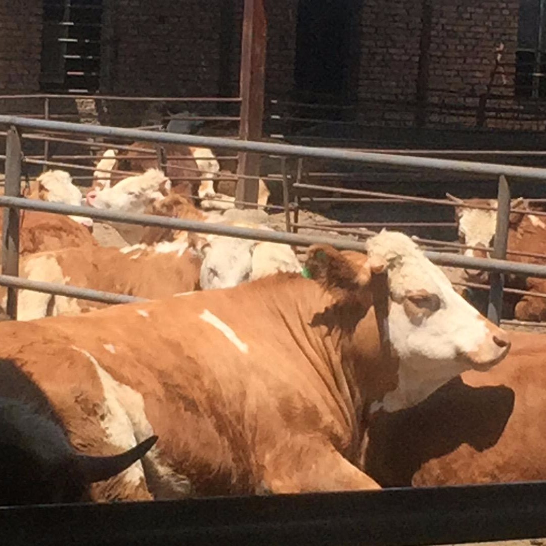 西门塔尔牛犊子价格 六个月大的牛犊子价格 通凯 20头牛牛舍建造图
