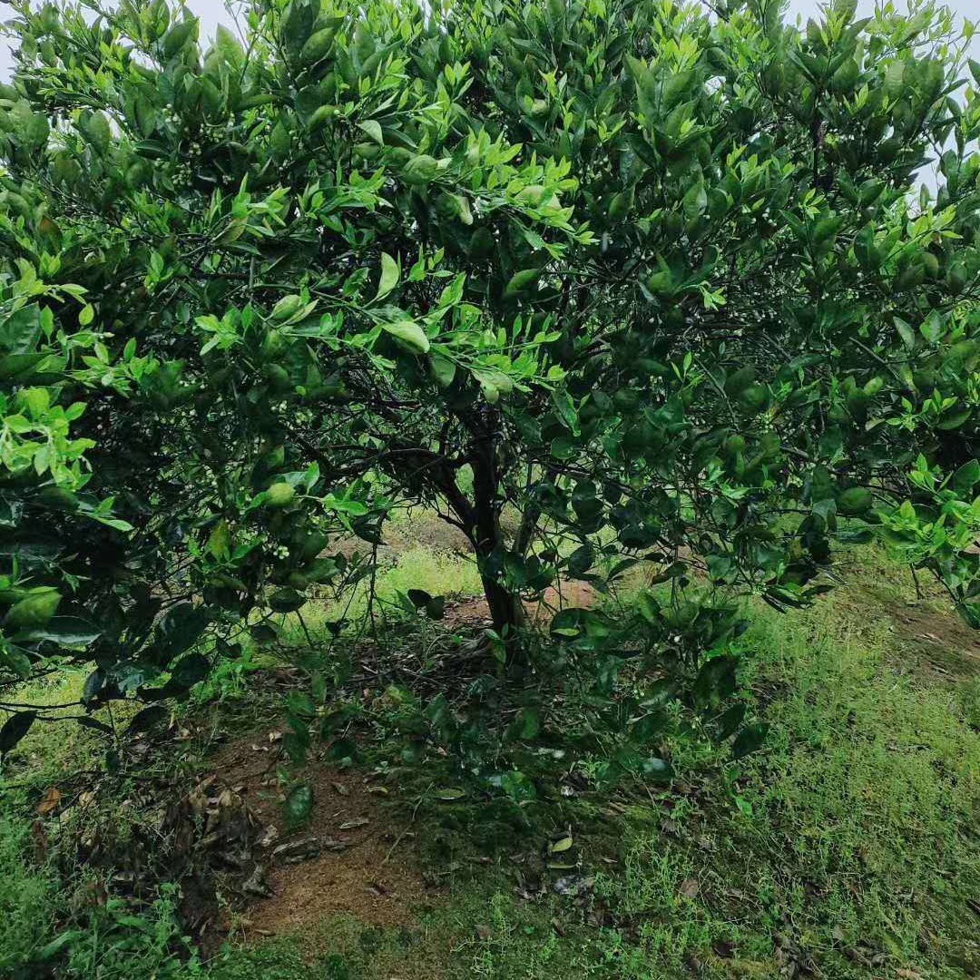 低杆和高杆胡柚产地 千喜苗木胡柚树量大 丛生胡柚生产商