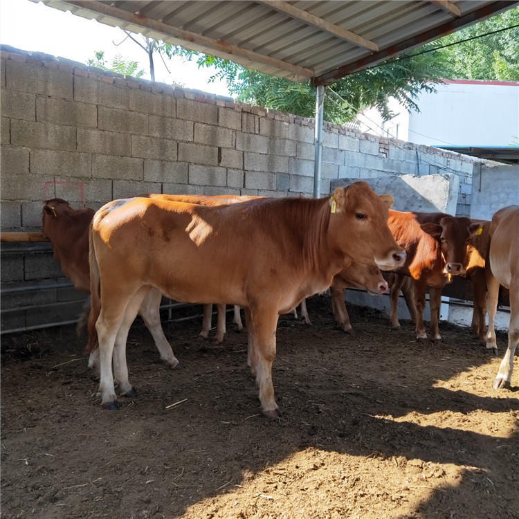 小种牛犊-500斤牛犊价格-牛犊价格-育肥黄牛价格-种牛犊-龙翔牧业图片
