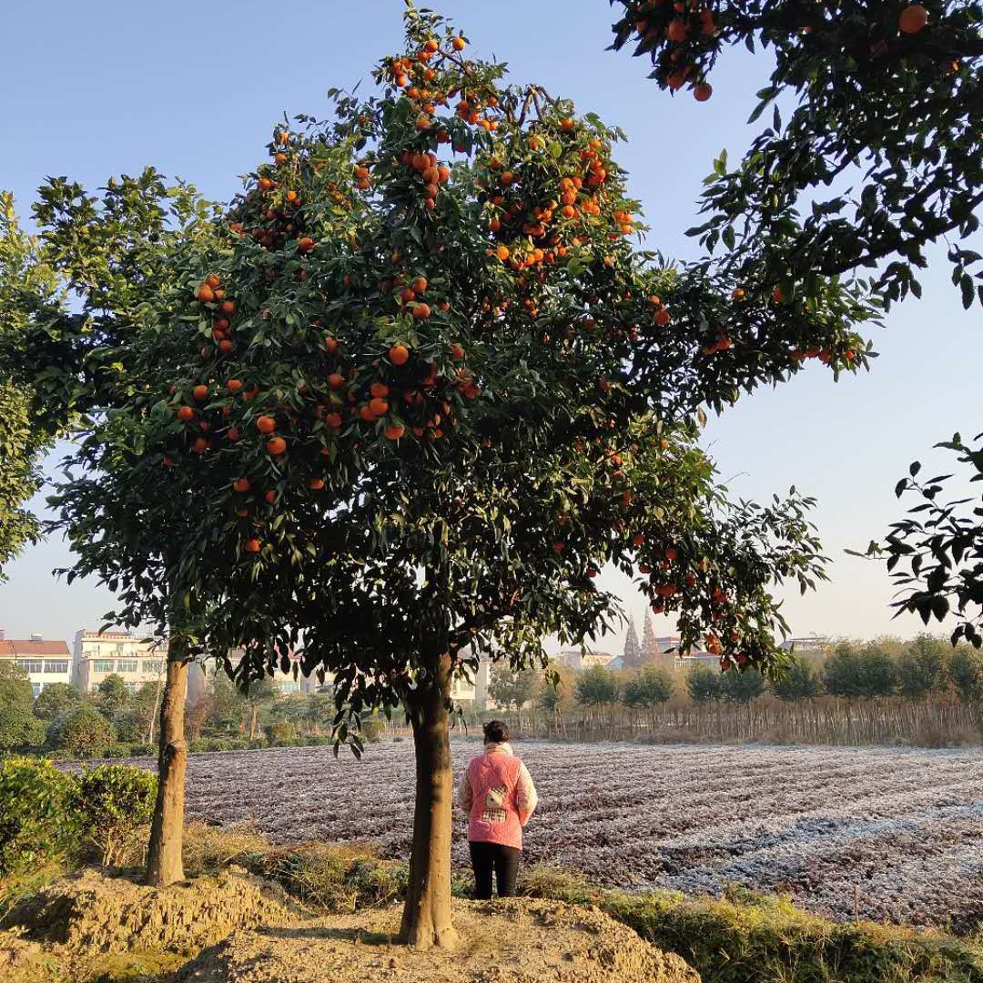 浙江长期供应 脐橙果树绿化苗木 20公分大橙子树 金华千喜苗木移植图片