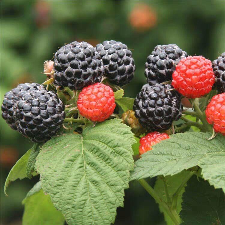 当年结果黑树莓苗批发 1公分双季红树莓苗价格 野生树莓苗图片