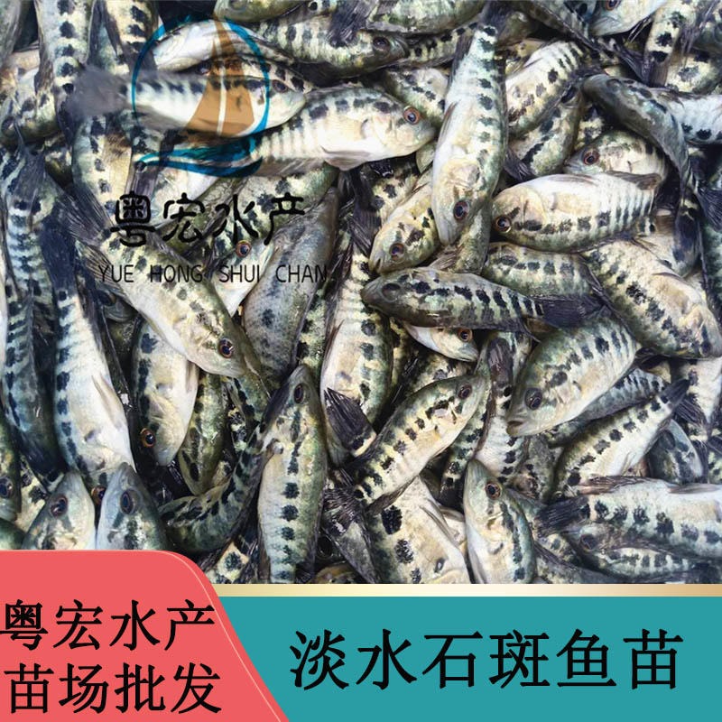广东雷州宝石斑鱼苗 纯种老虎斑鱼苗 云纹石斑鱼苗图片