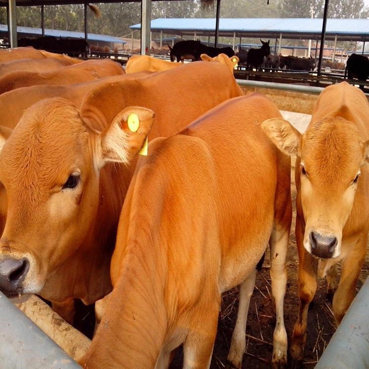 改良五元杂交牛价格-鲁西黄牛价格-品种-纯种-养殖场-龙翔牧业