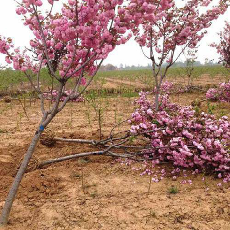 矮杆樱花质量保证 樱花厂家   厂家批发 樱花  万青园林