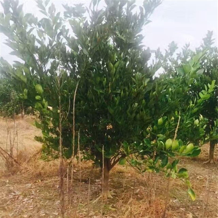 供应园林绿化果树胡柚树 D1-35公分丛生胡柚大小规格就到千喜苗木