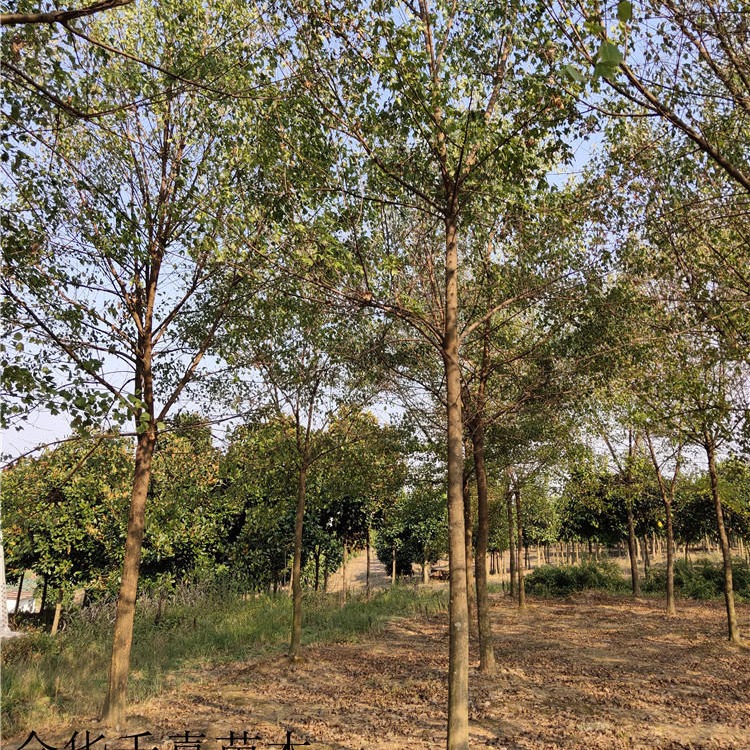 露地种植三角枫 三角槭 垂枝型12公分三角枫供应商 千喜苗木欢迎洽谈图片
