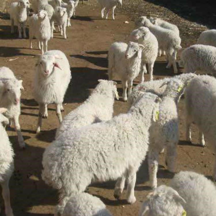 山西小尾寒羊合作社 小尾寒羊种羊价格 通凯 山西小尾寒羊养殖基地图片