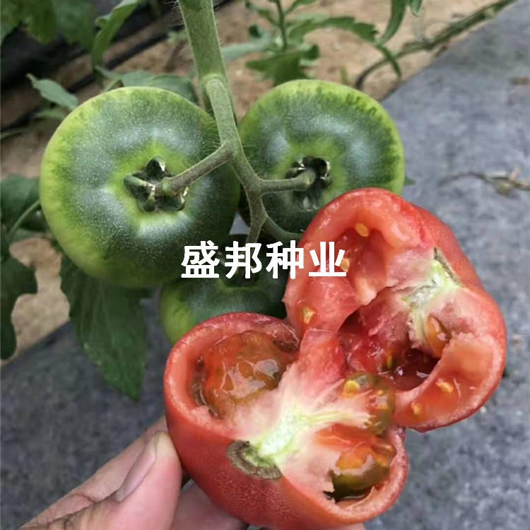 铁皮柿子苗  草莓番茄  绿腚番茄 油柿子 口感番茄
