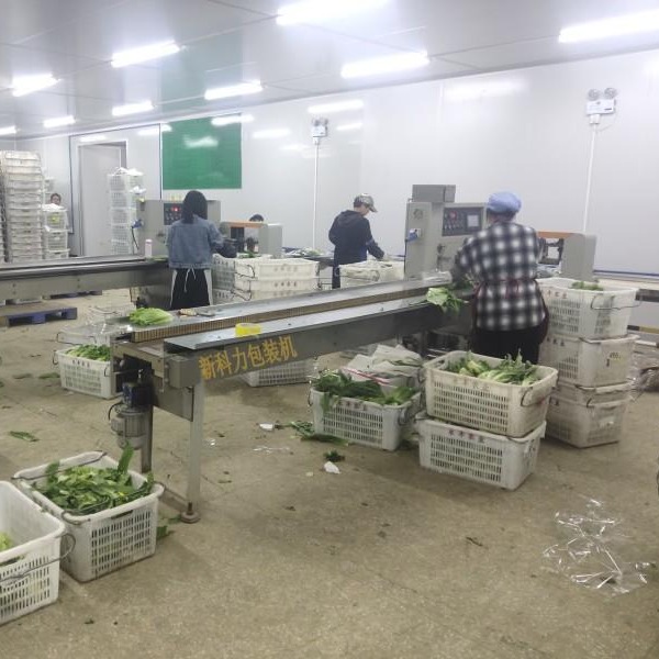 唐氏智能叶菜自动打包机  蔬菜配送套袋打包机  重庆蔬菜配送打包机