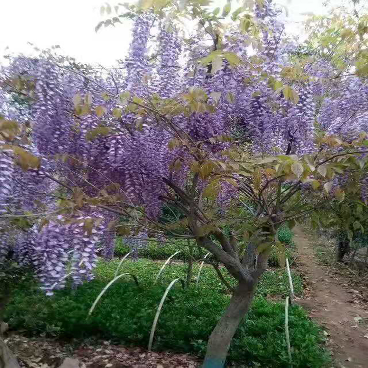 食用紫藤苗1-8公分 紫藤树 爬藤植物紫藤 湘林苗圃