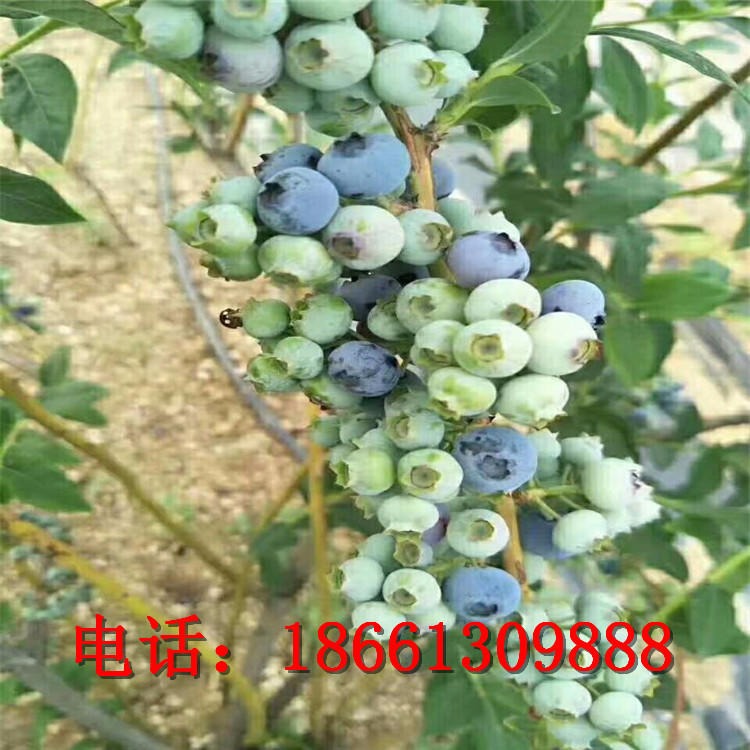 三年薄雾蓝莓苗 南方蓝莓苗品种 营养杯蓝莓树苗