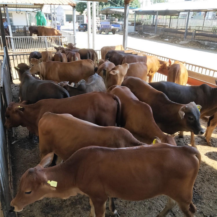 鲁西黄牛-小牛犊-大型养牛基地-刚断奶牛犊价格-鲁西黄牛价格-龙翔牧业