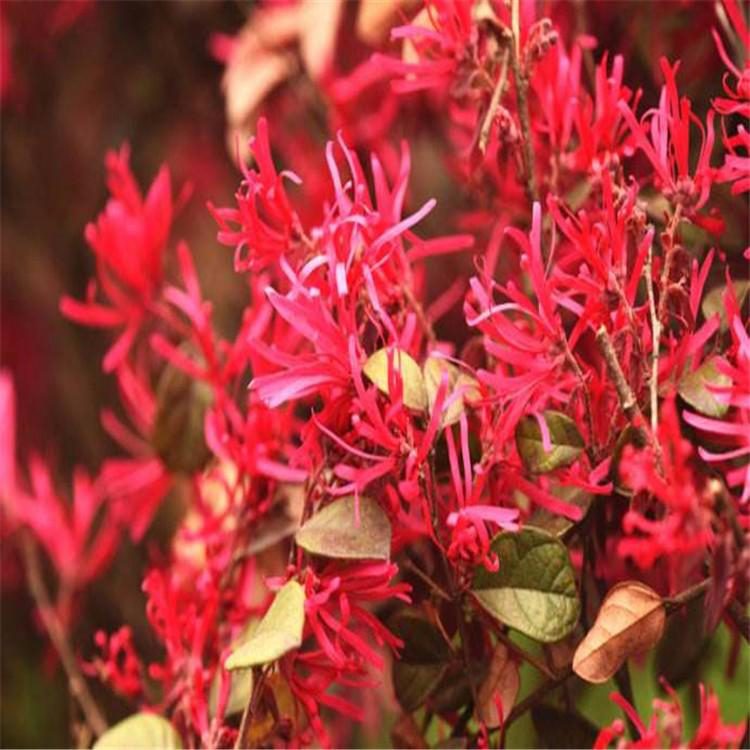 红花 刺红花种子  红花种子多钱  净籽红三叶草种子  同创药材