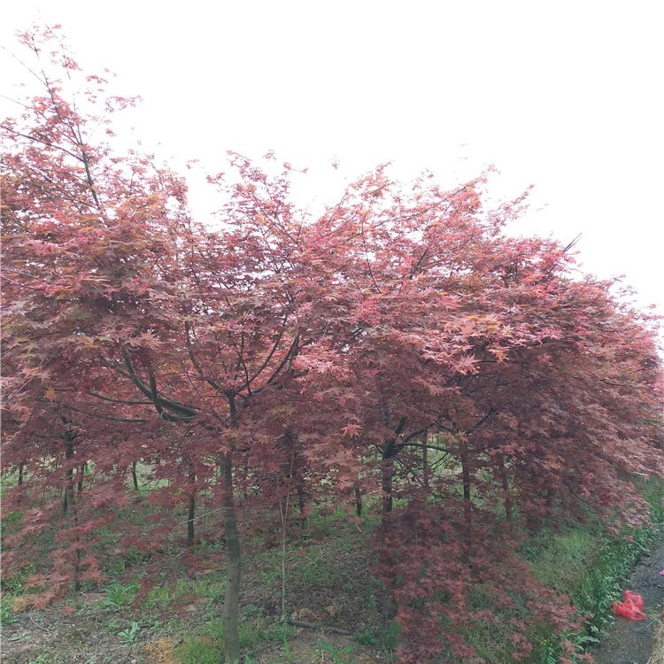 培养日本红枫小苗 远销所需工地 千喜苗木出品日本红枫小苗 景观苗图片