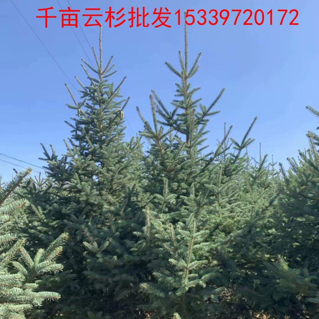 贵州云杉3米云杉3.5米以上 贵州云杉4公分5公分6公分7公分8公分图片