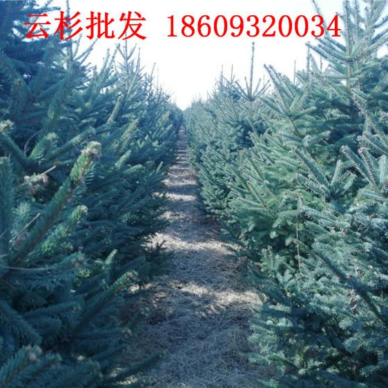北京2米2.5米3米3.5米云杉树苗批发价格