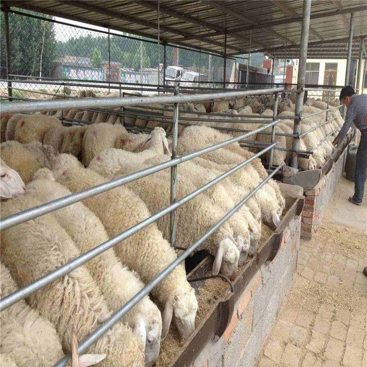 莆田波尔山羊种羊养殖场 怀孕小尾寒羊母羊价格供应 通凯基地 免费包邮