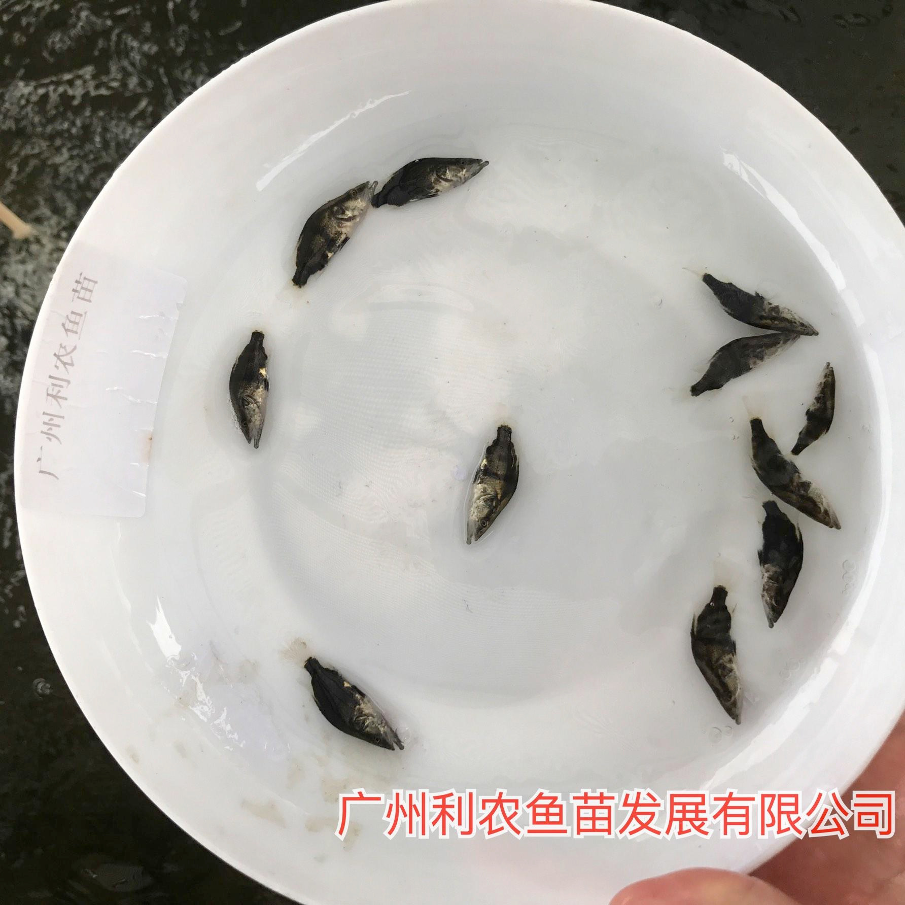 大量批发 广西贵港桂花鱼苗出售 3-5cm快大品种优选鳜鱼苗