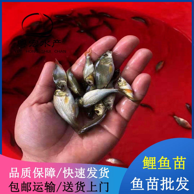广东河源裸鲤鱼苗 尖裸鲤鱼苗提供技术
